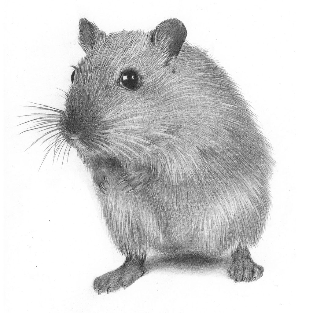 Dierenportret hamster