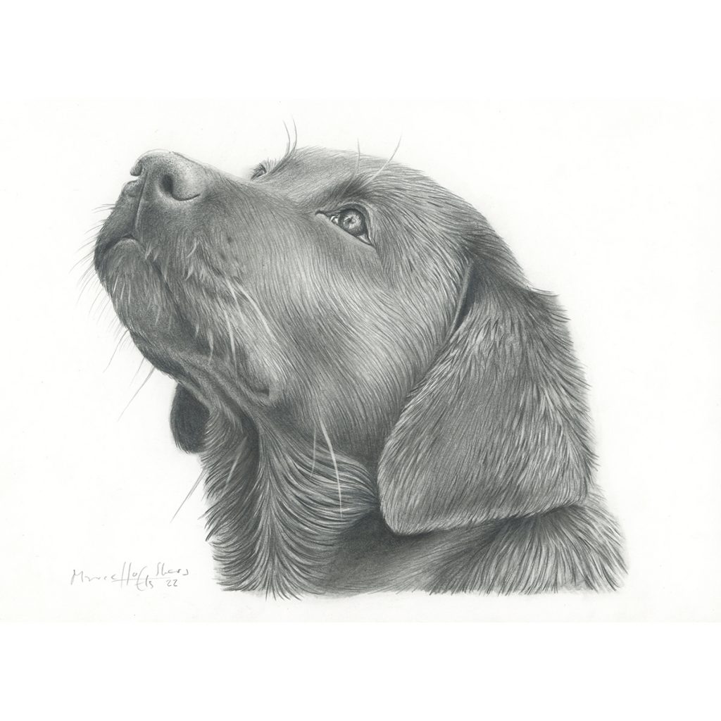 Dierenportret hond Bommel