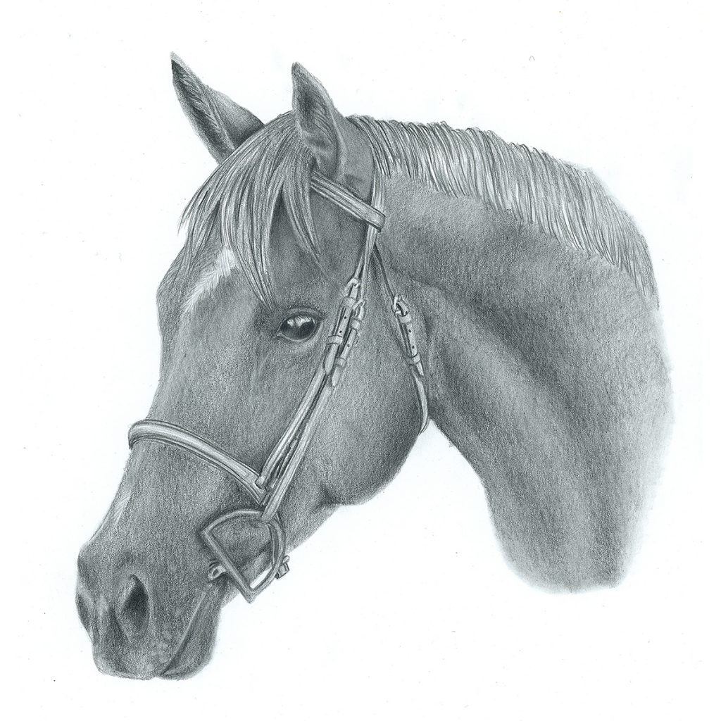 Dierenportret paard